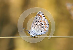 Blue beautiful butterfly sitting on a blade of grass on sunshine background