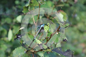 Blue beautiful dragonfly on tree branch in wild nature forest macro