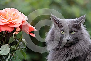 Blue beautiful norwegian forest cat with strict expression