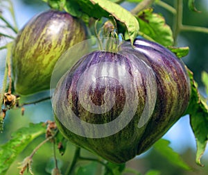 Blue Beauty Tomato a cross between ‘Beauty King’ and a blue tomato.