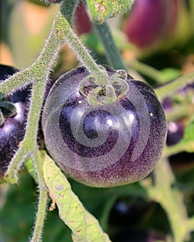 Blue Beauty Tomato a cross between ‘Beauty King’ and a blue tomato.