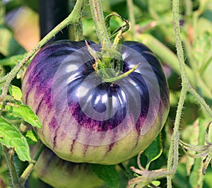 Blue Beauty Tomato a cross between ‘Beauty King’ and a blue tomato.