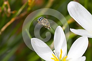 Blue Bee flying near a white flower