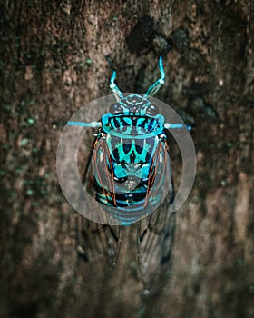 Blue beetle bug in a tree