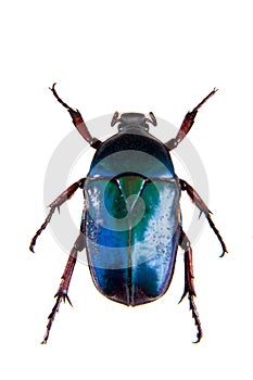 Blue beetle on the white background