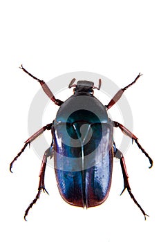 Blue beetle on the white background