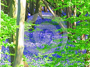 Blue bell bedeck the forest floor a beautiful springtime sight