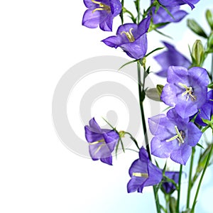 Blue bell flower