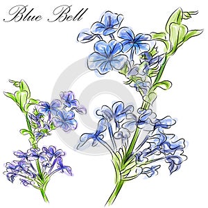 Blue Bell Flower