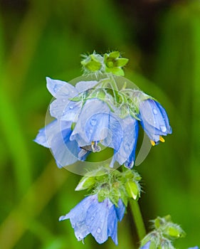 Blue Bell Flower