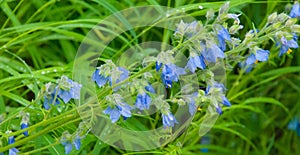 Blue Bell Flower