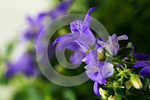 Blue bell flower campanula, the bloom in spring as a macro sho