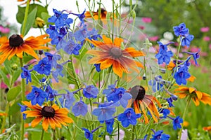 Blue bell flower close up