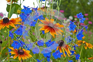 Blue bell flower close up