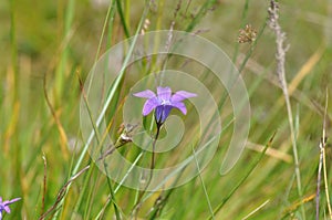 Blau glocke blume 