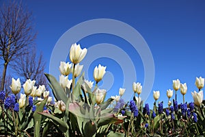 Blue Bell Flower And White Tulips