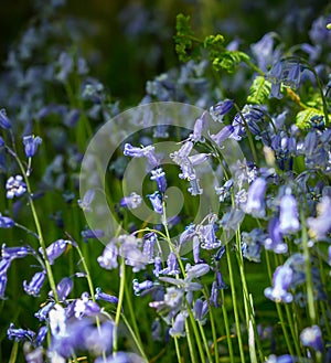 Blue Bell Flowers