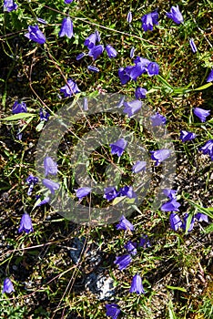 Blue bell flowers on a mountain meadow