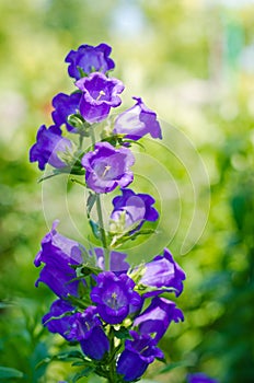 Blue bell-shaped flower spike