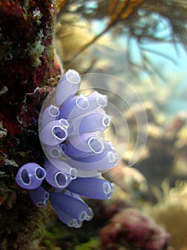 Blue Bell Tunicate