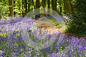 Blue bell wood in the springtime