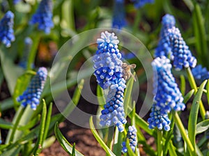 Blue Bellevalia Pycnantha flowers in the sun with a flying bee