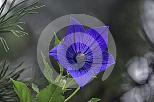 Blue bellflower Campanula