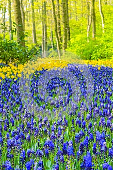 Blue bellflowers Grape hyacinth and yellow tulips Keukenhof Netherlands