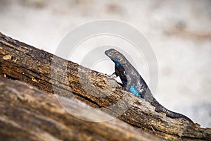 Blue bellied lizard Sceloporus occidentalis resting on a tree trunk, Yosemite National Park, California