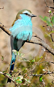 Blue-bellied Roller