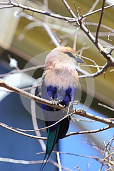 Blue Bellied Roller