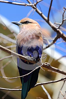 Blue Bellied Roller