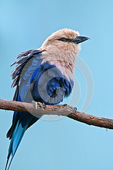 Blue-bellied Roller