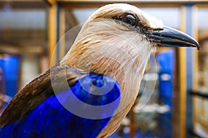 The Blue-Bellied Roller
