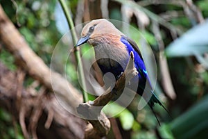 Blue Bellied Roller