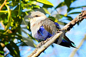 Blue-bellied roller Bird Coracias cyanogaster