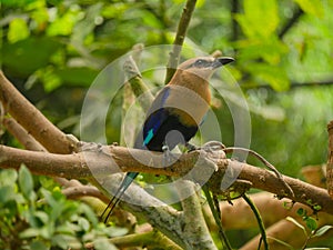 Blue-bellied roller bird Coracias cyanogaster seated on branch of tree