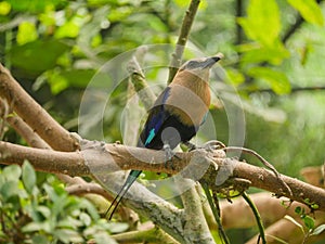 Blue-bellied roller bird Coracias cyanogaster seated on branch of tree