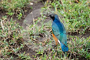 Blue-bellied Roller bird on the grass, in Serengeti National Park Tanzania