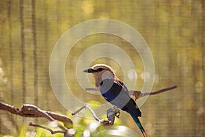 Blue-bellied roller called Coracias cyanogaster