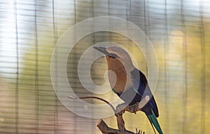 Blue-bellied roller called Coracias cyanogaster