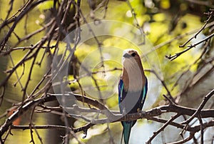 Blue-bellied roller called Coracias cyanogaster