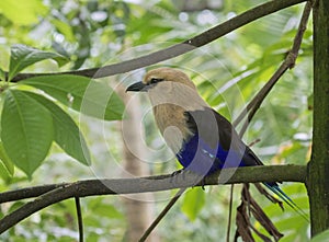 The blue-bellied roller closeup