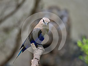 Blue-bellied roller Coracias cyanogaster