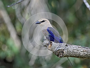 Blue-bellied roller Coracias cyanogaster