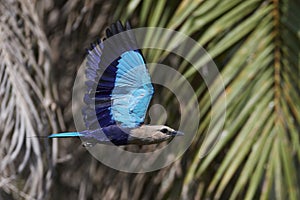 Blue-bellied roller Coracias cyanogaster