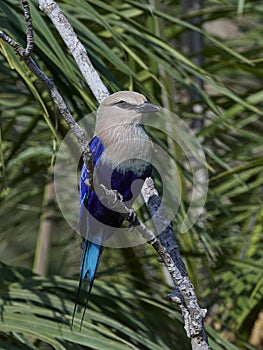 Blue-bellied roller Coracias cyanogaster