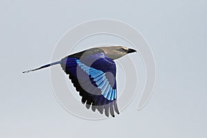 Blue-bellied roller Coracias cyanogaster