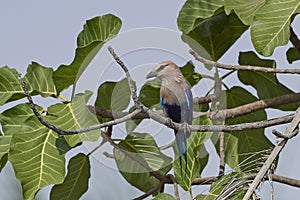 Blue-bellied roller Coracias cyanogaster