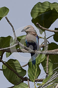 Blue-bellied roller Coracias cyanogaster